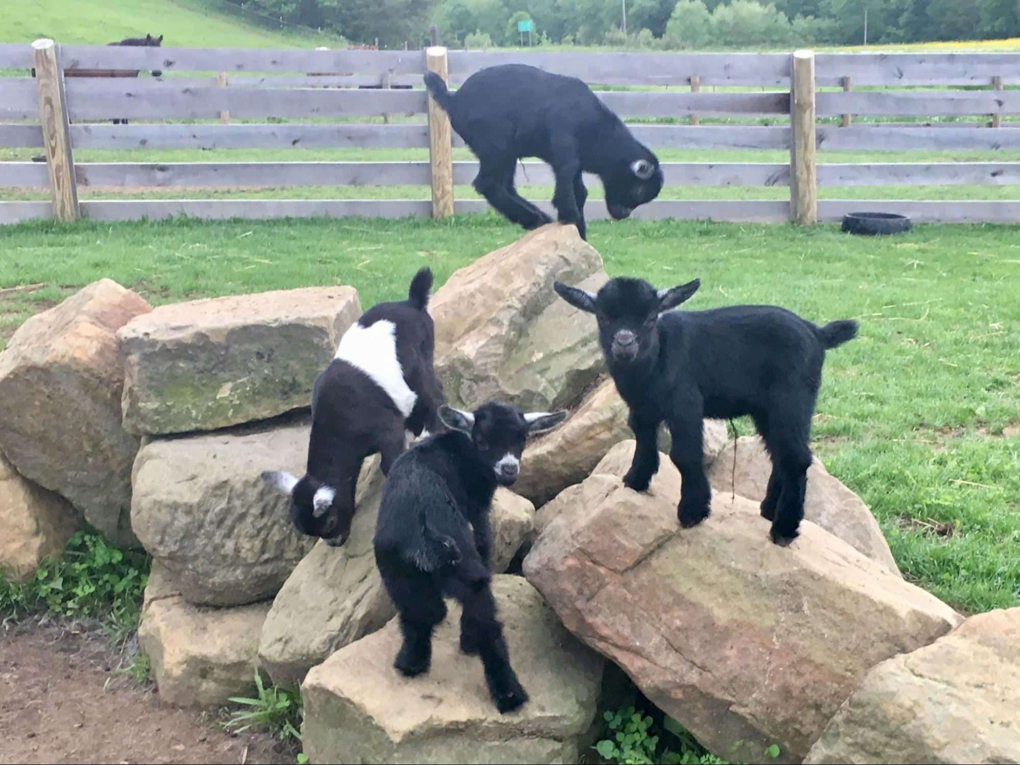 Goats standing on some rocks at Fox's High Rock Farm