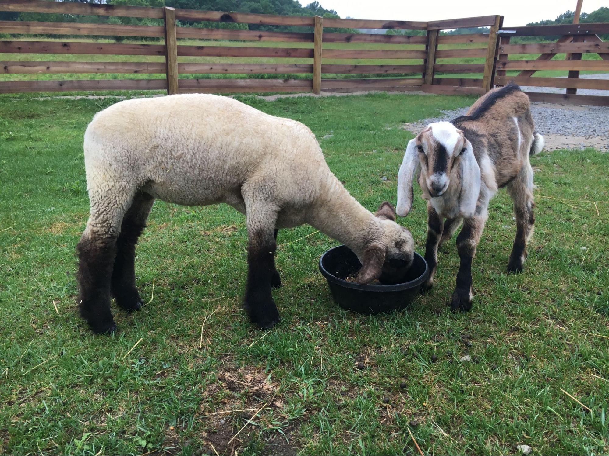 Farm animals eating from a bucket